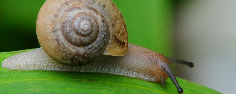 蜗牛的养殖前景，蜗牛的药用价值 蜗牛的养殖前景,蜗牛的药用价值是什么