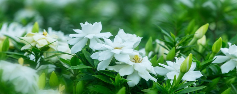 夏天很香的白色花叫什么 夏天很香的白色的花