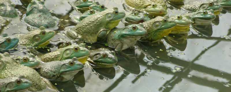 牛蛙养殖有什么风险 牛蛙养殖技术牛蛙养殖户有苦难言