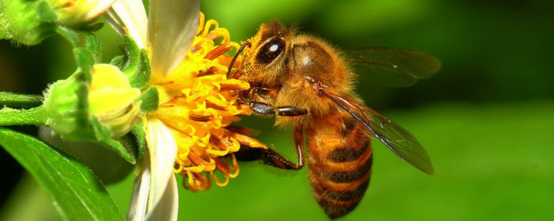 中华蜜蜂养殖入门实用技术 中华蜜蜂养殖入门实用技术书籍