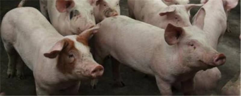感染非洲猪瘟的猪场能有猪存活吗（猪场感染非洲猪瘟是否会全部感染）