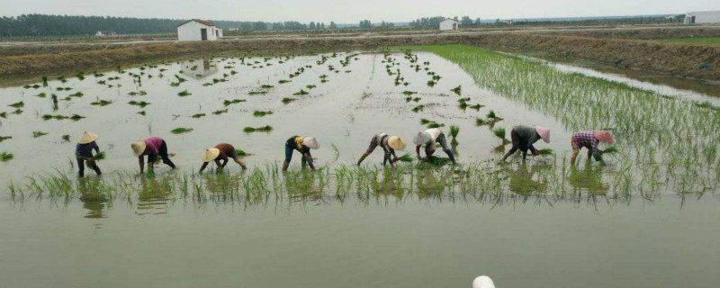 稻田养泥鳅亩产多少 水稻田养殖泥鳅
