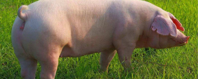 母猪感染非洲猪瘟的典型症状 母猪得非洲猪瘟早期症状