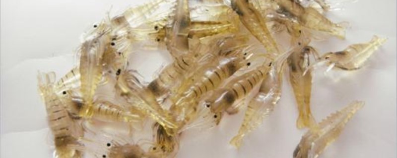淡水虾的养殖技术 淡水养虾技术大全