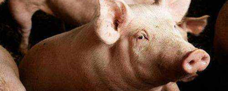 非洲猪瘟保育猪会发病吗
