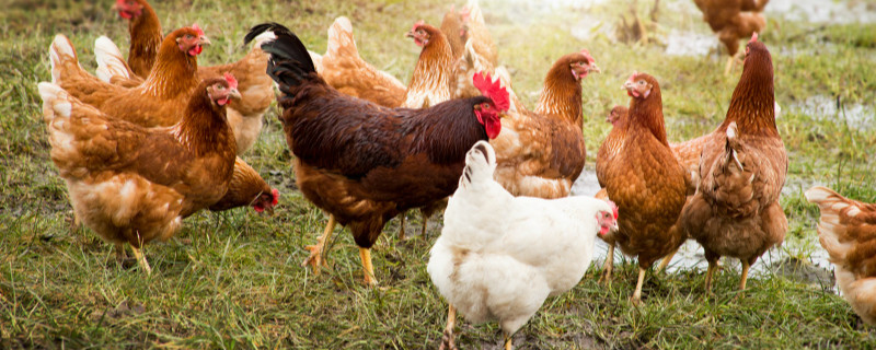 山鸡与家鸡养殖方法（山鸡的养殖方法）