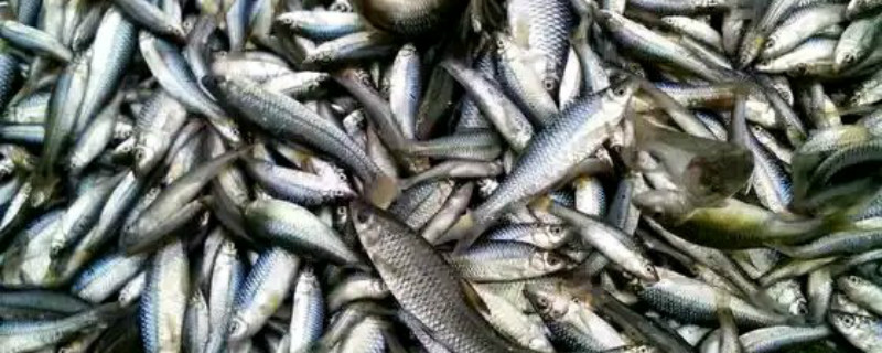 草鱼对原料的消化率 草鱼能消化纤维素吗