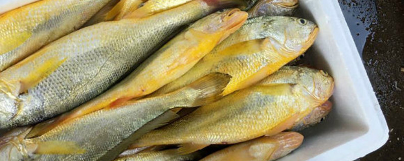 春子鱼和黄花鱼的区别 野生春子鱼和黄鱼哪个贵