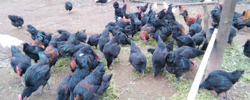 五黑鸡能长多少斤 五黑鸡一般能长多少斤