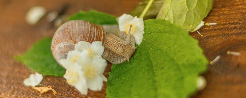 蜗牛养殖是真的吗