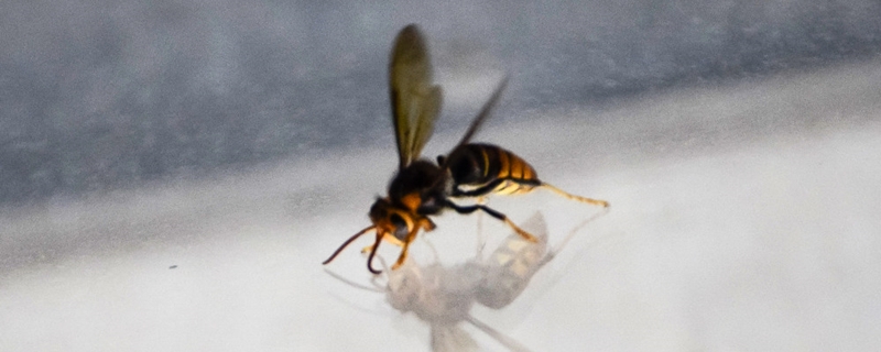 虎头蜂诱蜂水的制作方法