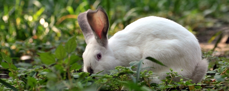 成年母兔的养殖方法是什么