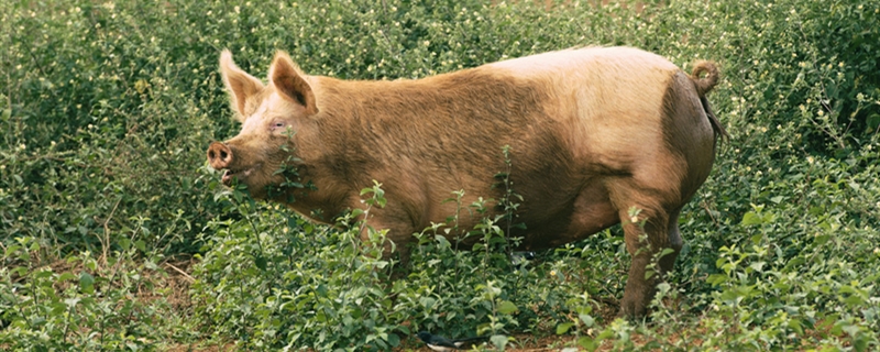 杜洛克猪的养殖方法（杜洛克猪怎么饲养）