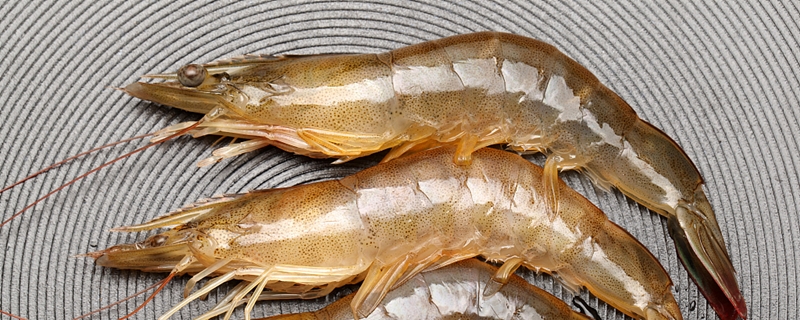 对虾和龙虾养殖方法 龙虾的养殖方法