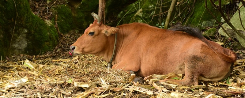 黄牛的养殖方法 黄牛怎样养殖