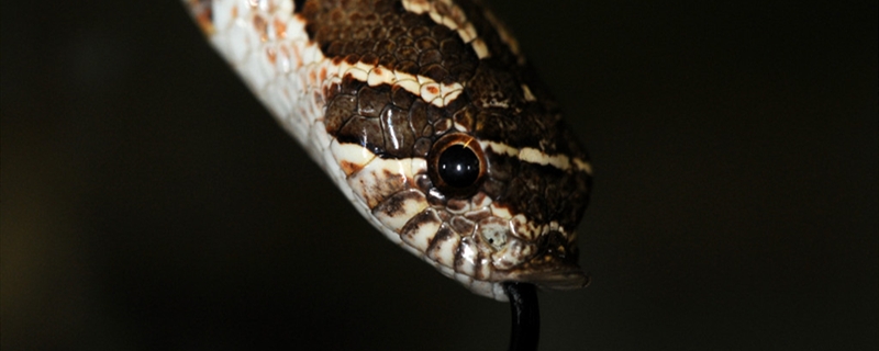 蝰蛇的养殖方法 蝰蛇的繁殖方式