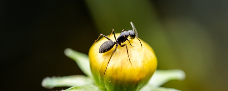 林下蚂蚁的养殖方法（树栖蚂蚁怎么养）