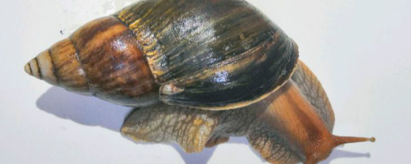 非洲大蜗牛可以养吗