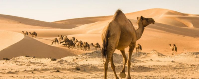 骆驼为什么不迷路