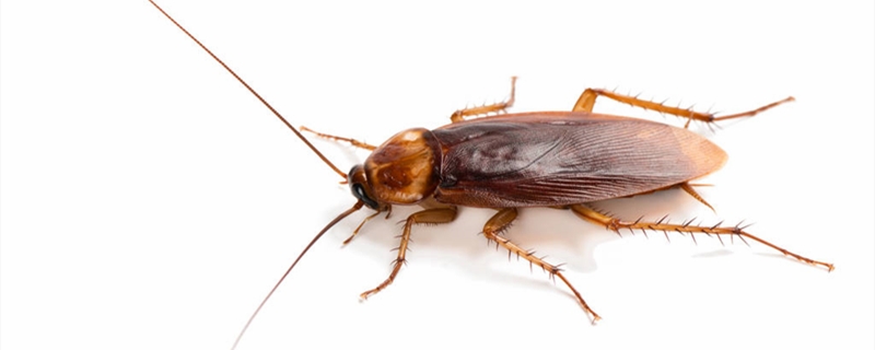 蟑螂能吃吗 养殖的蟑螂能吃吗