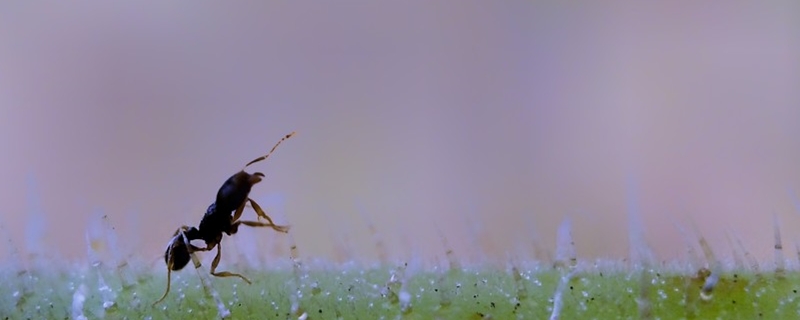 工蚁是公的还是母的 蚂蚁工蚁是公的还是母的