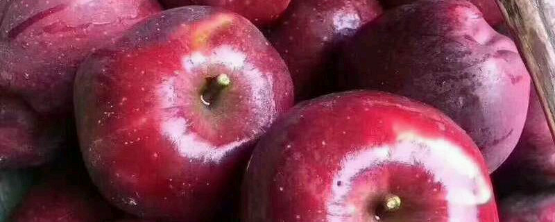 花牛苹果是转基因苹果吗 花牛苹果是转基因食品吗