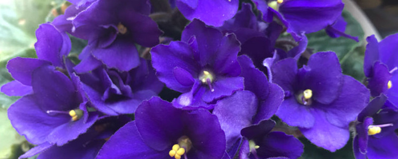 紫罗兰用什么土养好