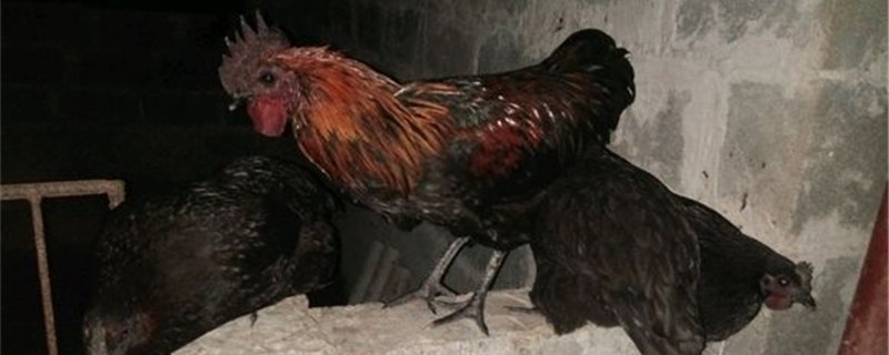 散养鸡的养殖方法和场地选择