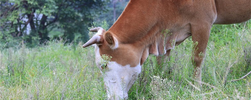 散养一头牛需多大草场 散养一头牛需要多少亩