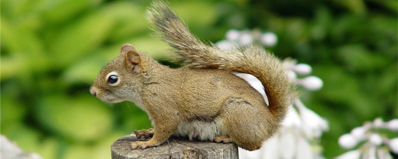 松鼠的尾巴有多长 松鼠的尾巴有多长多重