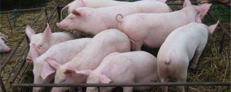 猪场得了非洲猪瘟多久死完 发了非洲猪瘟的猪几天就会死亡