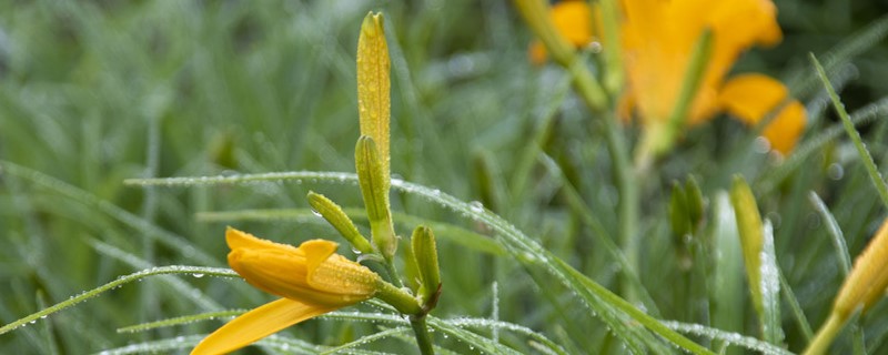 黄花菜种植方法和时间 黄花菜什么季节种植