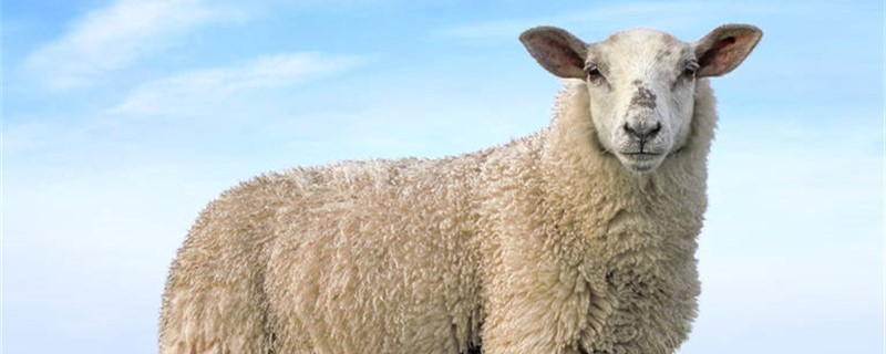 羊一天吃多少斤草