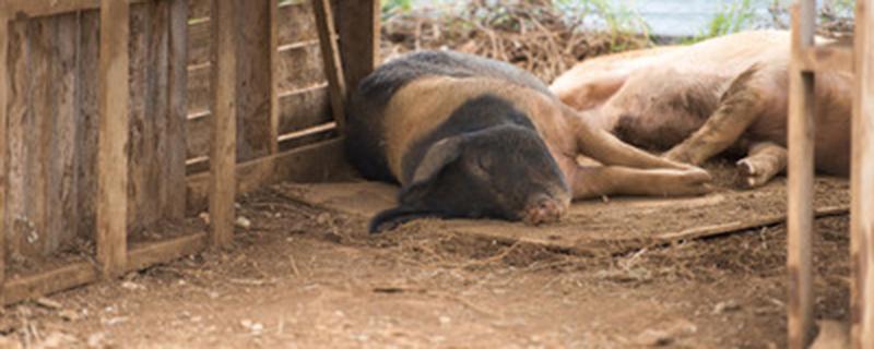 防治非洲猪瘟土偏方