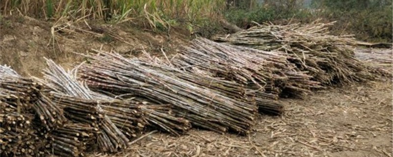 印度甘蔗种植时间 印度甘蔗种植时间及方法
