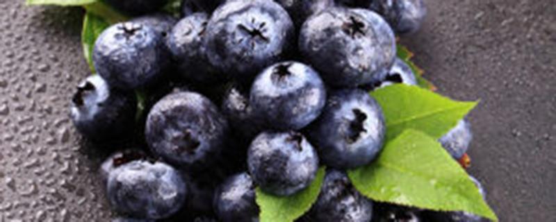 蓝莓坐果期施什么肥 蓝莓成熟期可以施叶面肥吗