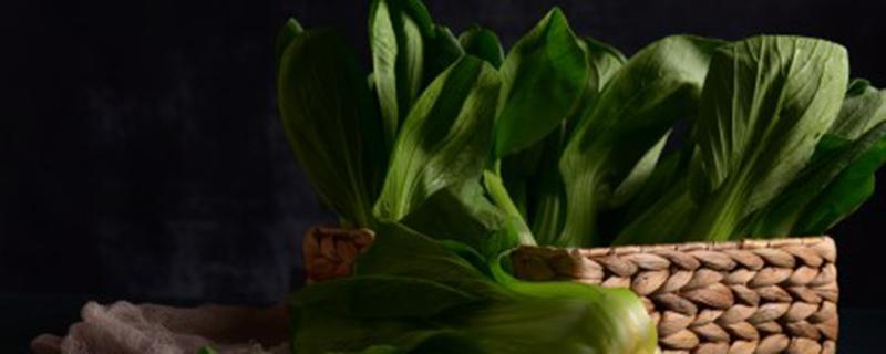 青菜打了吡虫啉多久能吃 吡虫啉可以喷青菜吗