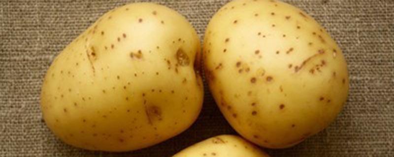 土豆秧子长的太旺盛怎么办呢 土豆秧子长的太旺盛会影响土豆生长吗