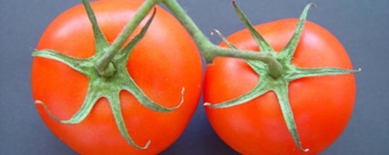 西红柿苗叶子发黄渐渐枯萎是什么原因