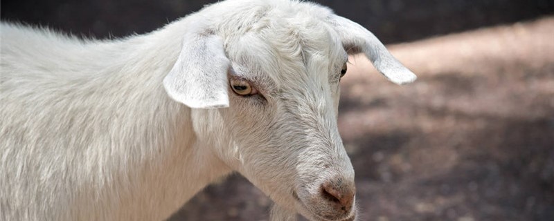 羊第几胎适合留种母羊（留母羊几月份生的小羊好）