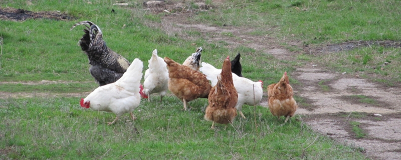 除草剂会毒死鸡吗
