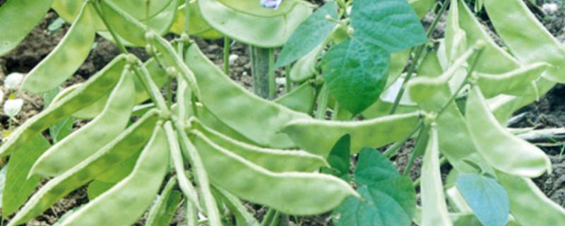 扁豆种子怎么催芽