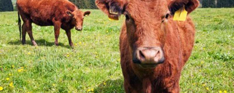 繁殖的小母牛能喂育肥料吗