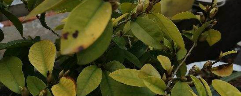 果树黄叶病打什么农药 果树黄叶是什么原因?怎么治病