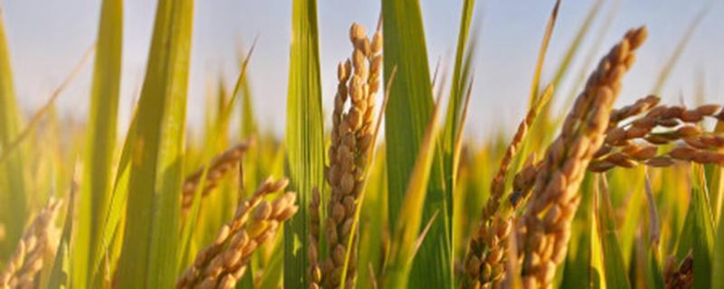 水稻追肥用什么肥料 水稻追肥用什么肥料比较好