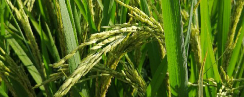 旱稻生长期多少天 旱稻多少天成熟