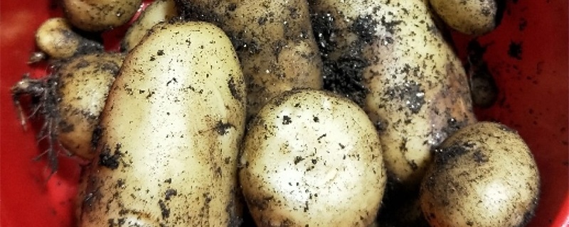 马铃薯什么时候喷磷酸二氢钾