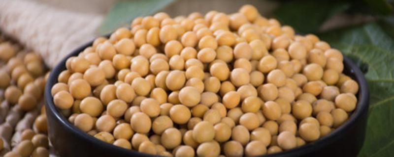 黄豆茬种玉米怎么解药害