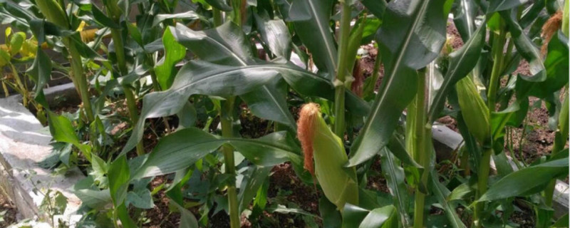 玉米除草剂药害怎么解决