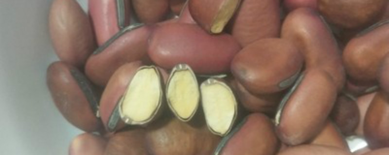 红刀豆种植时间和方法
